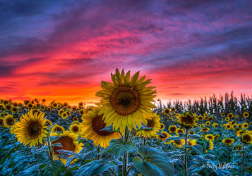Sunflowers Sunset Twilight  By Terry Aldhizer